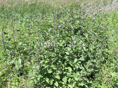 nightshade, bittersweet